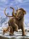   Mammoth